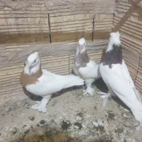 سه جفت طوقی با جوجه هاشون|پرنده|قم, شاه ابراهیم|دیوار