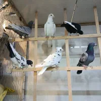 10تا کفتر دورگ پرشی