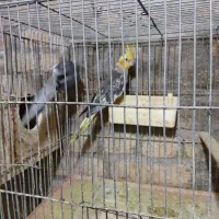 عروس هلندی
