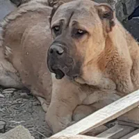 واگذاری سرابی ۱ساله درشت