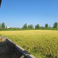 فروش۲هکتارزمین کشاورزی درگلستان