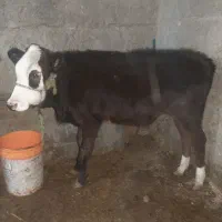 دو راس گوساله ماده