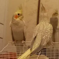 جوجه  عروس هلندی