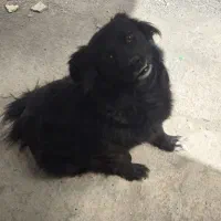 سگ اشپیتیز دو ساله ماده|سگ|رباط‌کریم, رباط‌کریم|دیوار