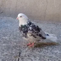 کفتر|پرنده|قرچک, زیبا شهر|دیوار