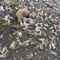 سگ سراب|سگ|رشت, لاکان|دیوار