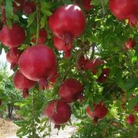 نهالستان عرفان نهال دارای مجوز رسمی جهاد کشاورزی|خدمات باغبانی و درختکاری|ابهر, |دیوار