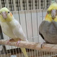 عروس هلندی جفت مولد