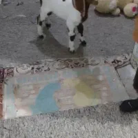 بزه دو ماه|حیوانات مزرعه|کارون, |دیوار