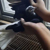 کفتر یجایی|پرنده|مشکین‌دشت, |دیوار