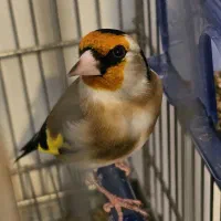 سهره سرسیاه کهنه