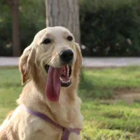 گلدن  اصیل واگذاری و فروش