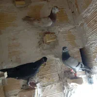 کفتر پرشی