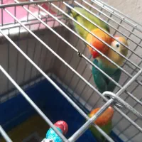 .    طوطی کوتوله نژاد دار خاص .نجف آباد