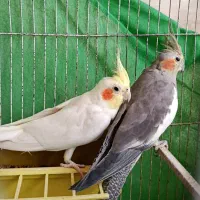 یک جفت عروس هلندی بالغ|پرنده|سمنان, |دیوار