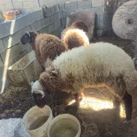 ۳عدد بره پرگوشت درجه یک|حیوانات مزرعه|اهواز, کیانشهر|دیوار