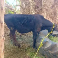 جیرفت جاد بلوک
