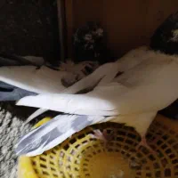 کبوتر مالچه|پرنده|سنندج, |دیوار