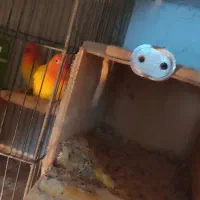 طوطی برزیلی مولد|پرنده|تنکابن, |دیوار