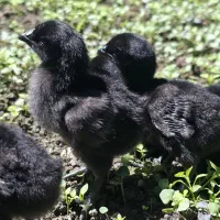 ایام سمانی