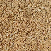 فروش گندم عمده نقدی دیمی