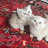 گربه بیریتیش گلد