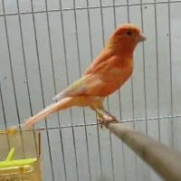 قناری رد فکتور نر آماده|پرنده|مشهد, سپاد|دیوار