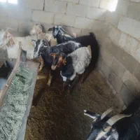 ۷راس بزکهره دار