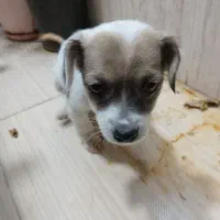 توله شیواوا