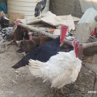 بغلمون نرماده بزرگ کوچیک