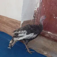 بوقلمون ماده ۷ ماهه