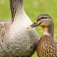 مرغ خروس غاز اردک بوقلمون محلی