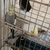 عروس هلندی
