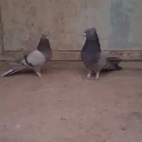 ماده پر نر سبز پر|پرنده|بابا حیدر, |دیوار