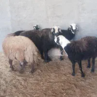 گوسفند عوسی|حیوانات مزرعه|آبادان, |دیوار