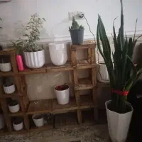 آستن وگل|گل و گیاه طبیعی|برازجان, |دیوار