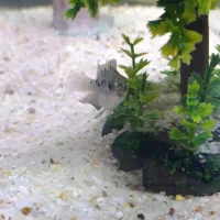 ماهی جک دمپسی|ماهی|ساوه, |دیوار