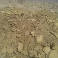 کودگوسفندی فروشی|لوازم جانبی حیوانات|فردوس (خراسان), |دیوار