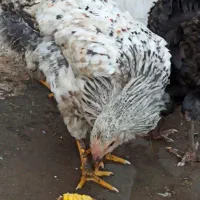 مرغ و خروس زیبا و قشنگ  و خروس مشکی