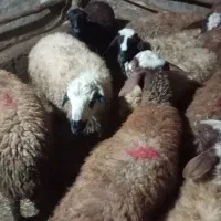 گوسفند جوان|حیوانات مزرعه|کرمانشاه, |دیوار