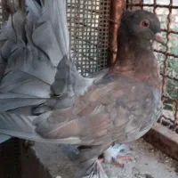 چهارعددکبوتردم چتری آمریکایی اصل دم هلکوپتری نایاب