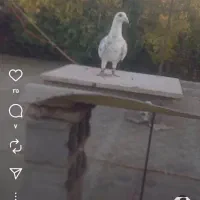 سار طوق سفید چ سیاه پاکستانی قیمت ۷۰۰