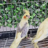 جشنواره طوطی عروس هلندی|پرنده|کرج, گلشهر|دیوار