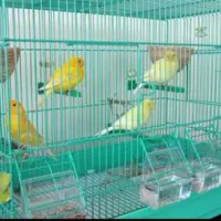 ۴ تا قناری ریز خوان باهم