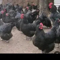 مرغ مشکی جهت زبح و قضا بلا تلفنی و حضوری