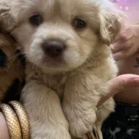 توله نر شیتزو