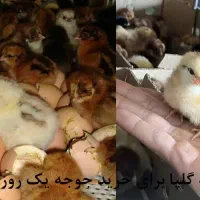 جوجه رسمی یک روزه|حیوانات مزرعه|قم, قلعه کامکار|دیوار