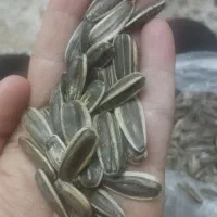 تخمه S400