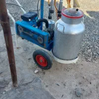 شیر دوش گاو