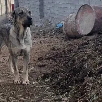 ماده پژدر ۳ساله